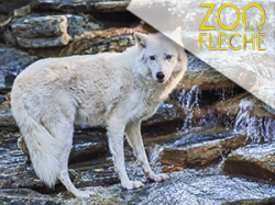 Zoo de la flèche (E-Billets)