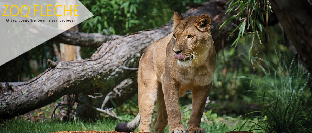 Zoo de la flèche (E-Billets)
