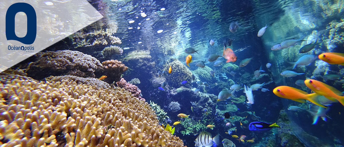 Oceanopolis (E-Billets)