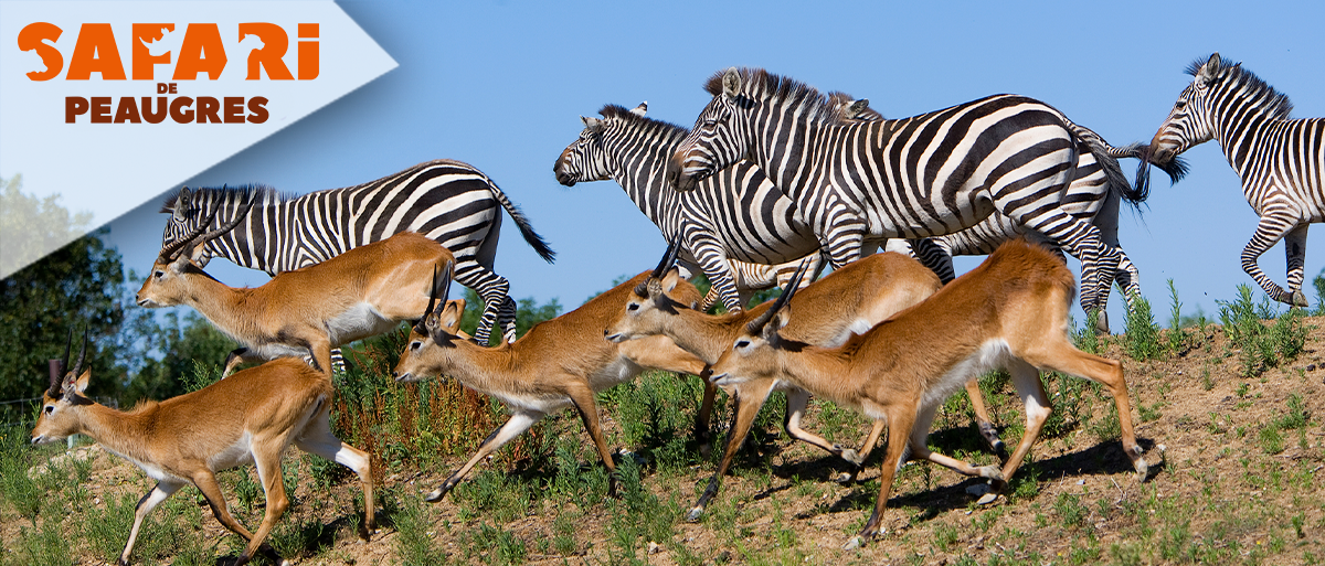 Safari de Peaugres (E-Billets)