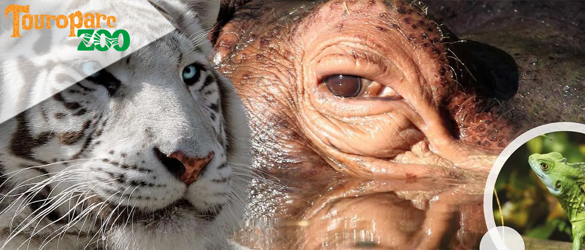 Touroparc Zoo (E-Billets)
