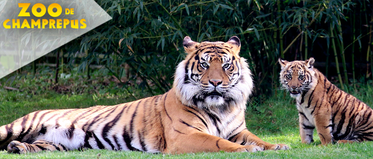 Zoo Champrepus (E-billets)